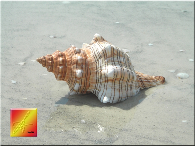 striped fox conch