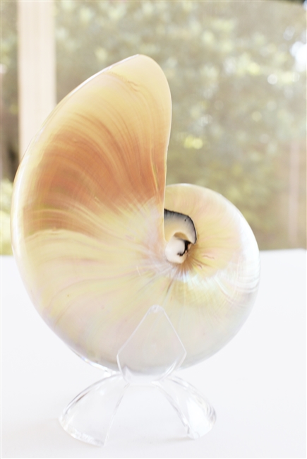 Pearl Nautilus