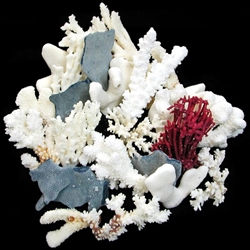 Broken Coral Pieces By the Kilo