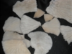 Mushroom Coral Broken Pieces