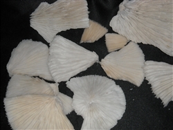 Mushroom Coral Broken Pieces