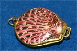 Pecten Pallium Coin Purse