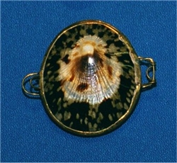 Limpet Polished Coin Purse