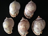 Carved Bonnet Shells Assorted Sealife