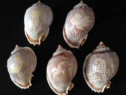 Carved Bonnet Shells Assorted Sealife