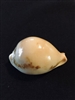 Cypraea Sakurai 45.5mm