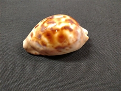 Cypraea Venusta 59 mm