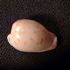 Cypraea Endentula