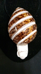 Tiger Cowry With Stripes