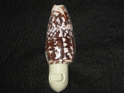 Conus Striatus