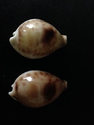 Cypraea Hirasei 42.5mm