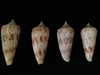 Conus Neptunus