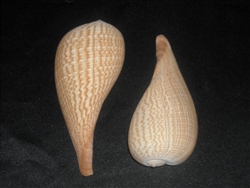 Ficus Gracilis - Fig Shell