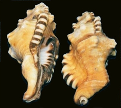 Cymatium Lotorium