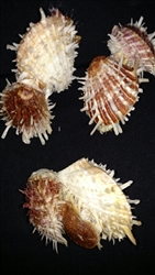 Spondylus Double