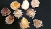 Spondylus Pairs Assorted