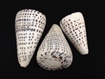 Conus Leopardus