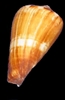 Conus Vexillium