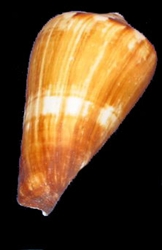 Conus Vexillium