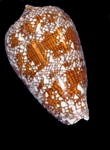 Conus Textile