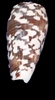 Conus Striate