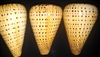 Conus Betulinus