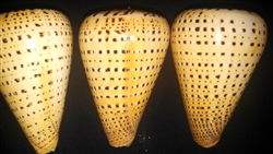 Conus Betulinus