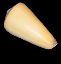 Conus Virgo-Virgin Cone