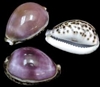 Purple Top Tiger Cowry