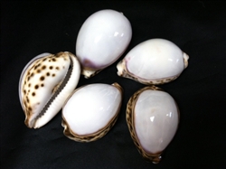 White Top Tiger Cowry