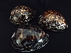 Tiger Cowry  4 inch