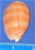 Cypraea Carneloa