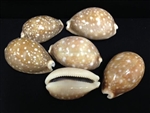 Cypraea Vitellus-Fawn Cowry