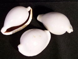 Ovula Ovum -Egg Cowry