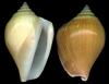 Strombus Canarium