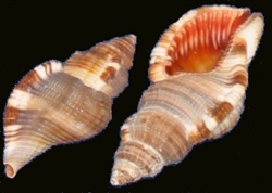 Cymatium Pileare-Hairy Triton