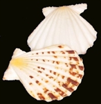 Pecten Radula Natural Pairs