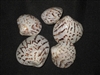 Lioconcha Castrensis - Tent Clam Pairs