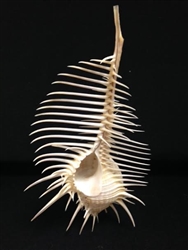 Murex Pecten-Venus Comb Murex 2 inch TO 6 inch