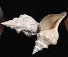 Horse Conch Northern Gulf 9 inch