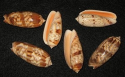 Oliva Miniacea