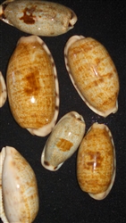 Cypraea Caurica