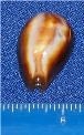 Cypraea Onyx