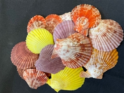 Pecten Senatoria