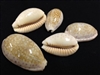 Cypraea Chineses