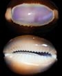 Cypraea Caputserpentis-Snakehead Cowry Purple Top