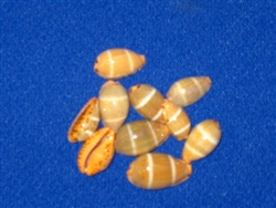 Lutea Cowry