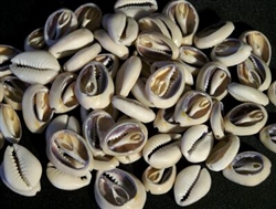 Cypraea Annulus Center Cut-Ringtop Cowry