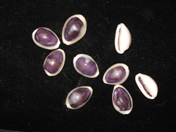 Ring Top Cowry Purple Top