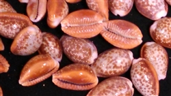 Honey Cowry